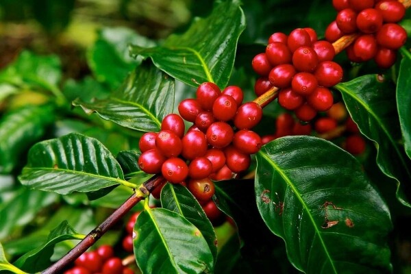 Kaffeebohnen selbst mischen - Frisch geröstete Kaffeebohnen - 1 kg